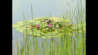 Blonde Lesbian Has an Outdoor Solo Sex Fingering Her Wet Pussy