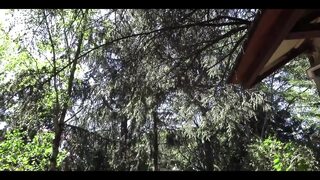 Plump Girl Gets Huge Cocks