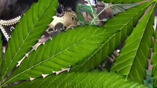 Petite teen double blowjob